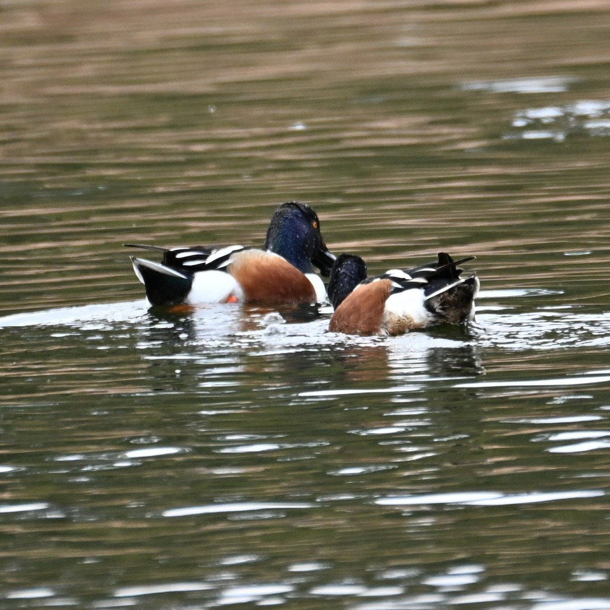 Northern Shoveler - ML652683925