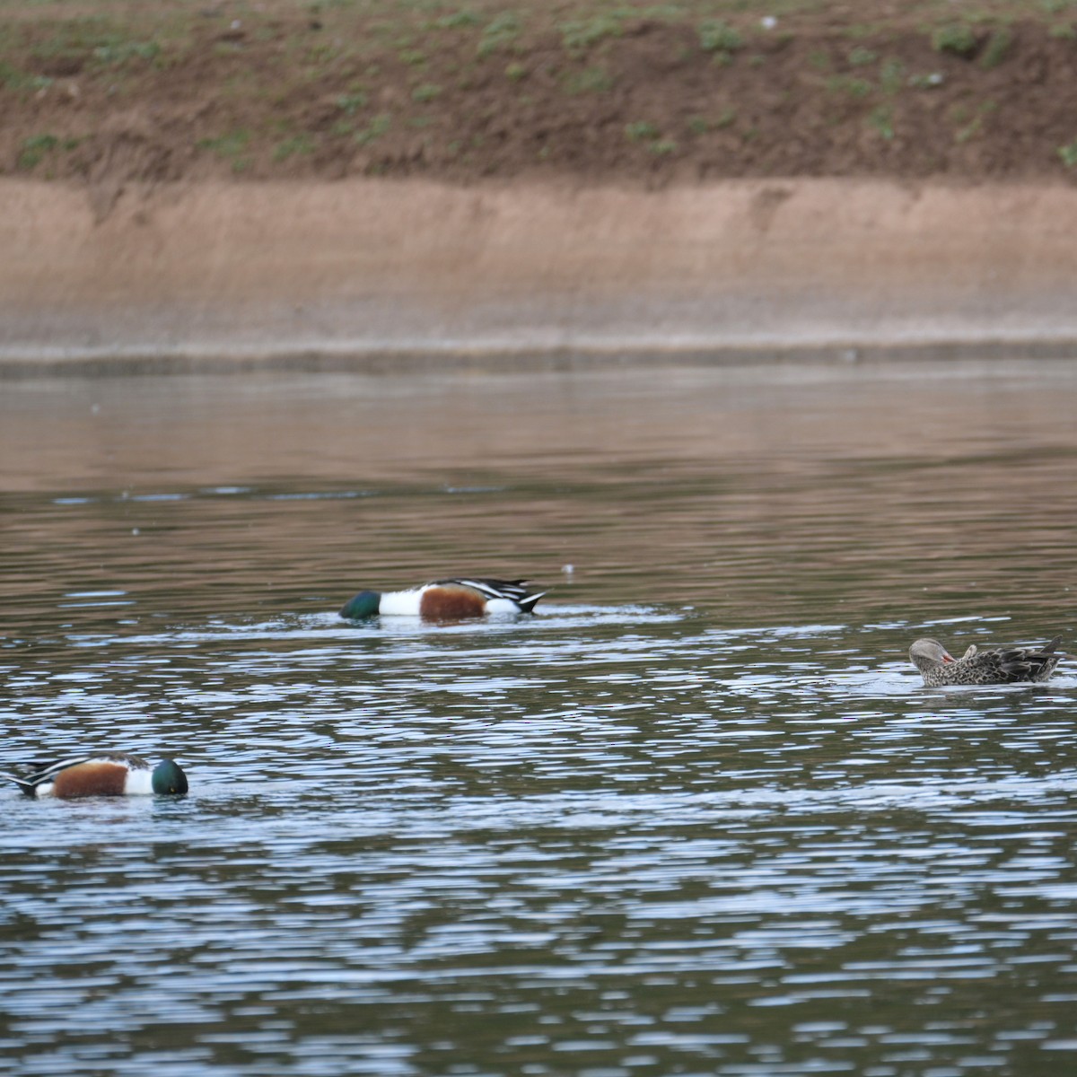 Northern Shoveler - ML652683928