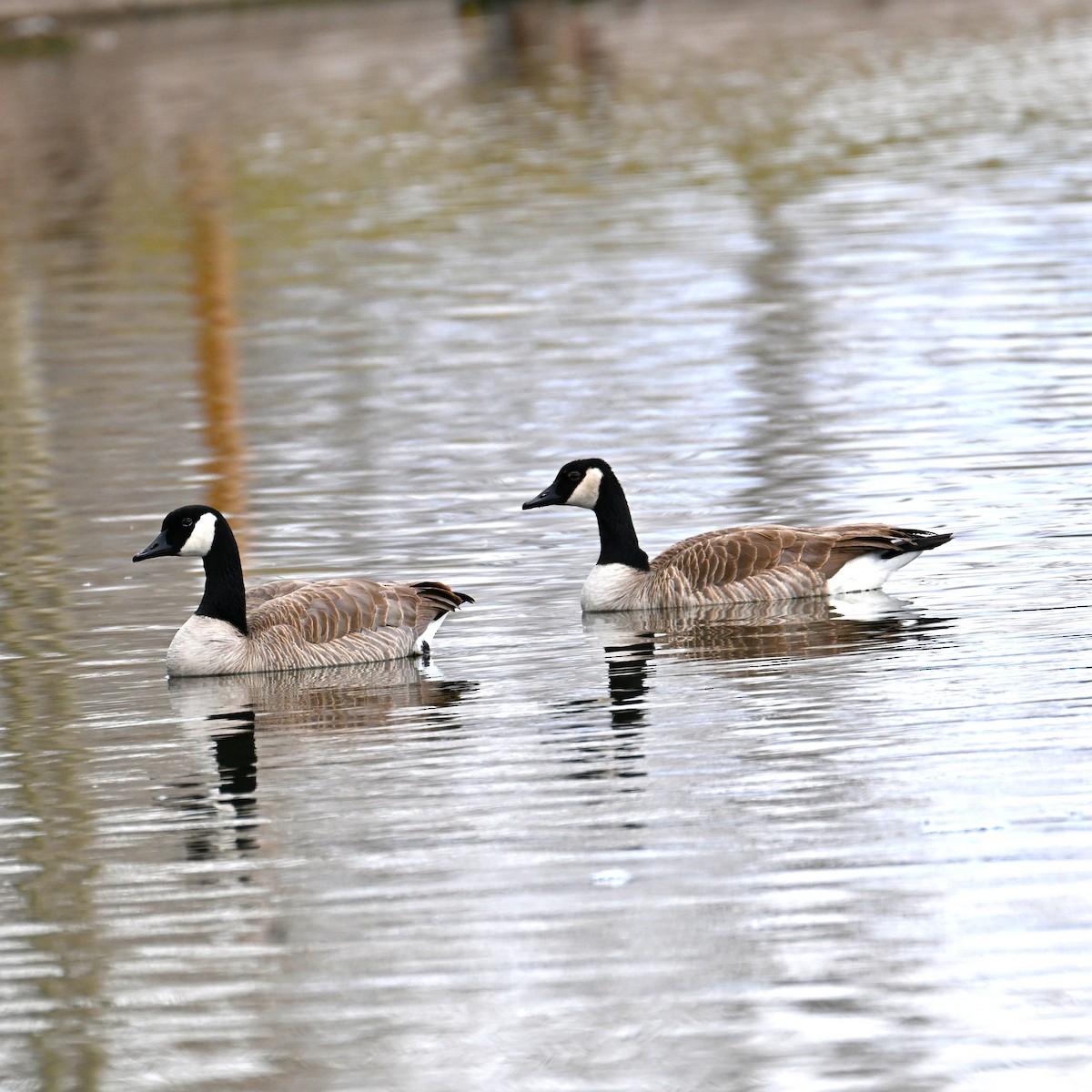 Canada Goose - ML652683930