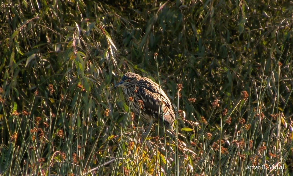 Ногоовор зашин - ML652684113