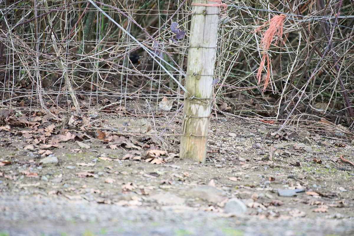 Vesper Sparrow - ML652684231