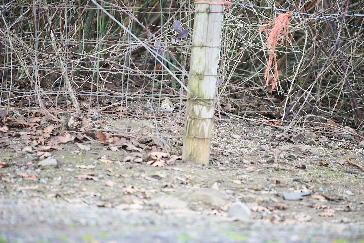 Vesper Sparrow - ML652684232