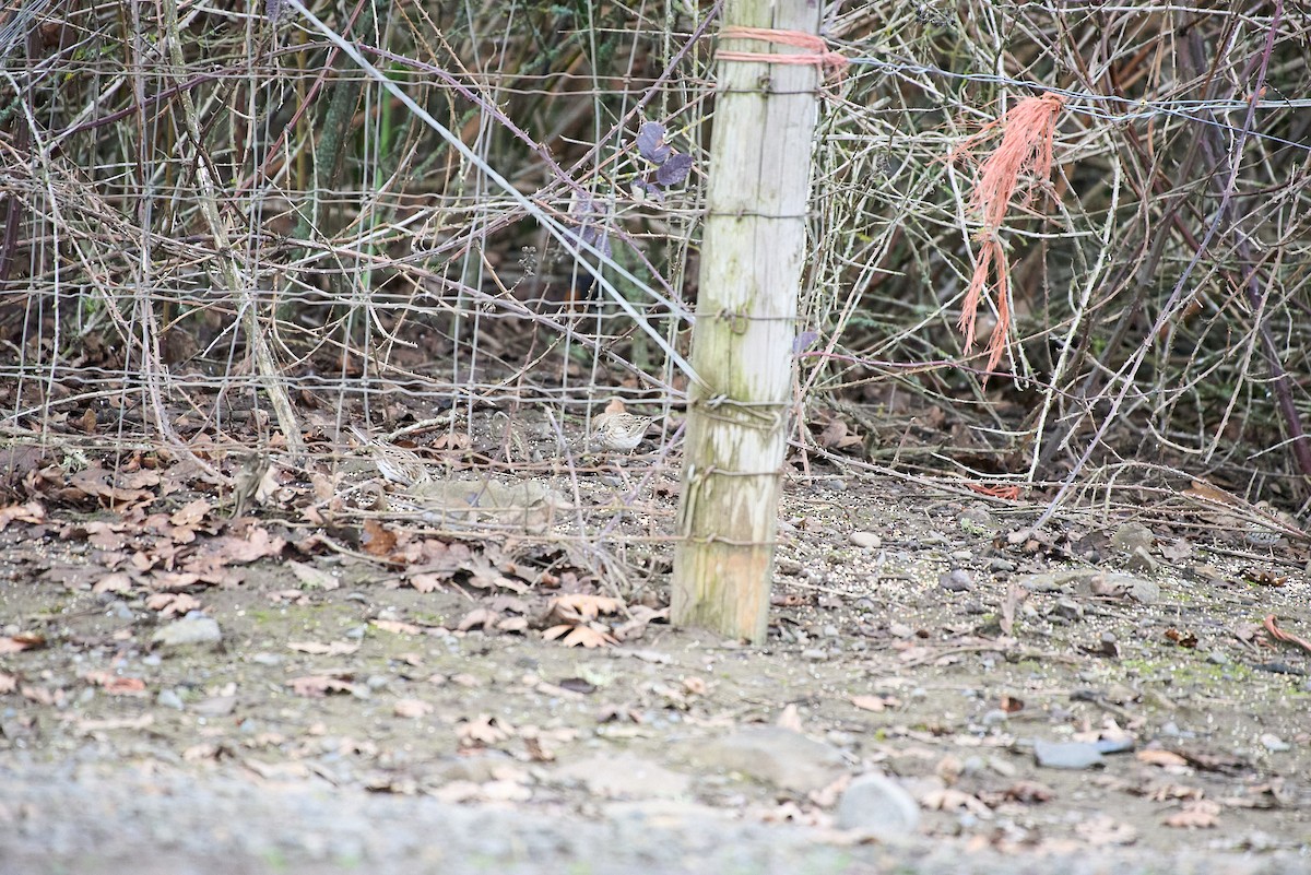 Vesper Sparrow - ML652684233