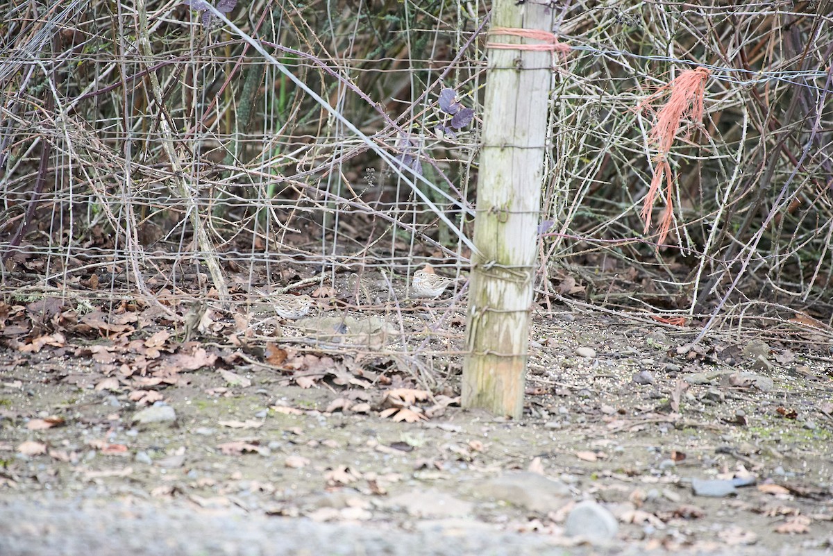 Vesper Sparrow - ML652684234