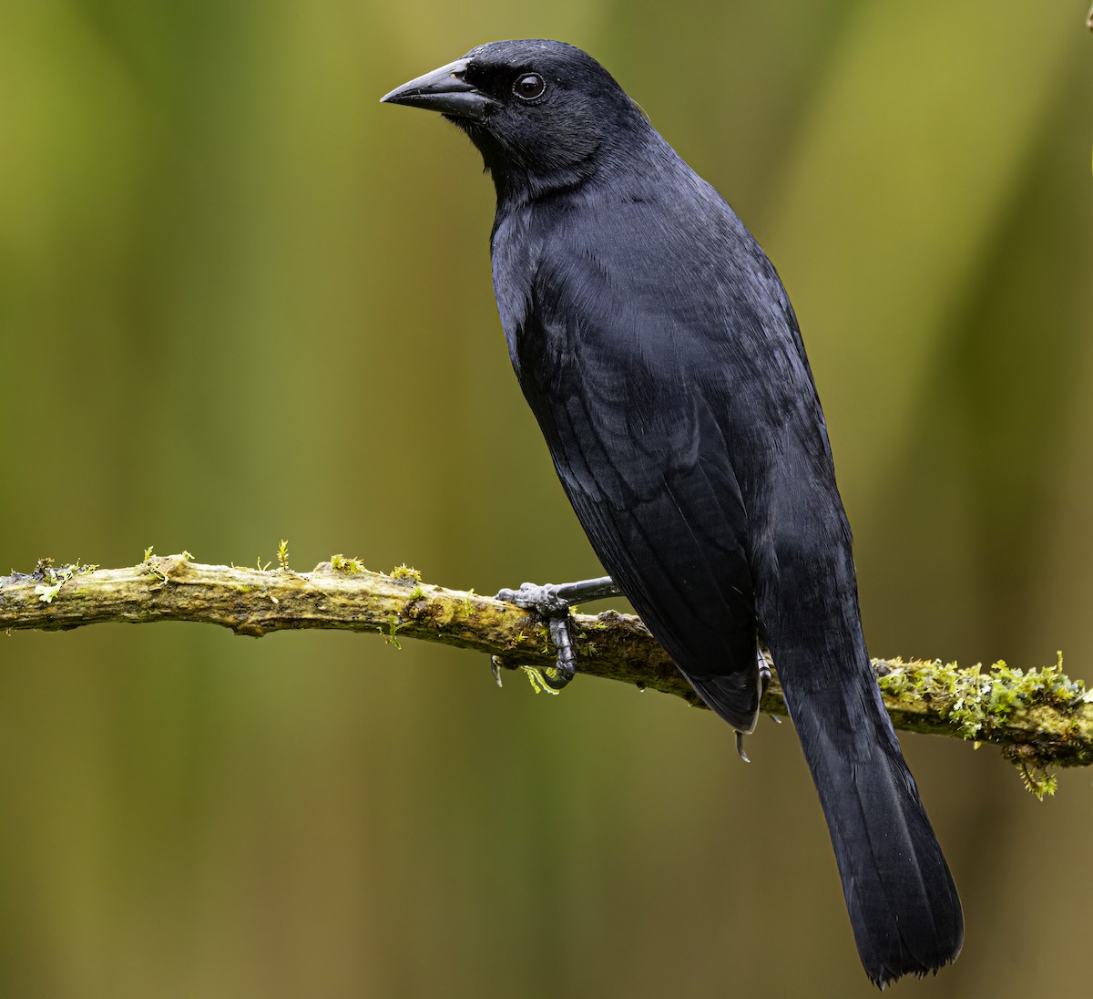 Scrub Blackbird - ML652684488