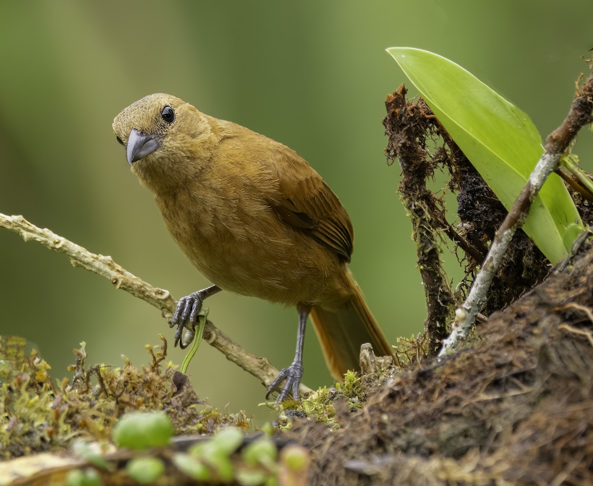 White-lined Tanager - ML652684499