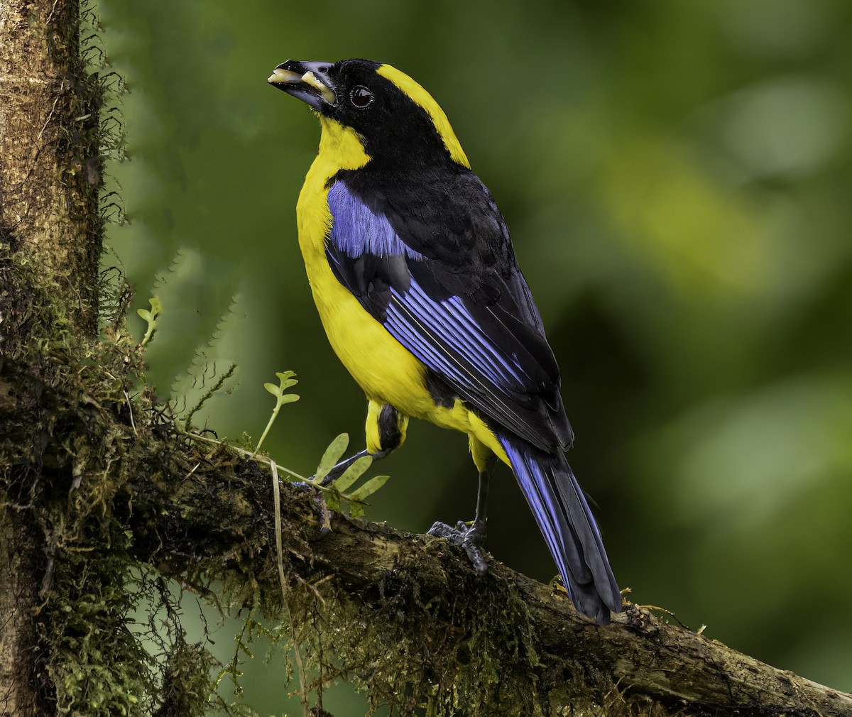 Blue-winged Mountain Tanager - ML652684537
