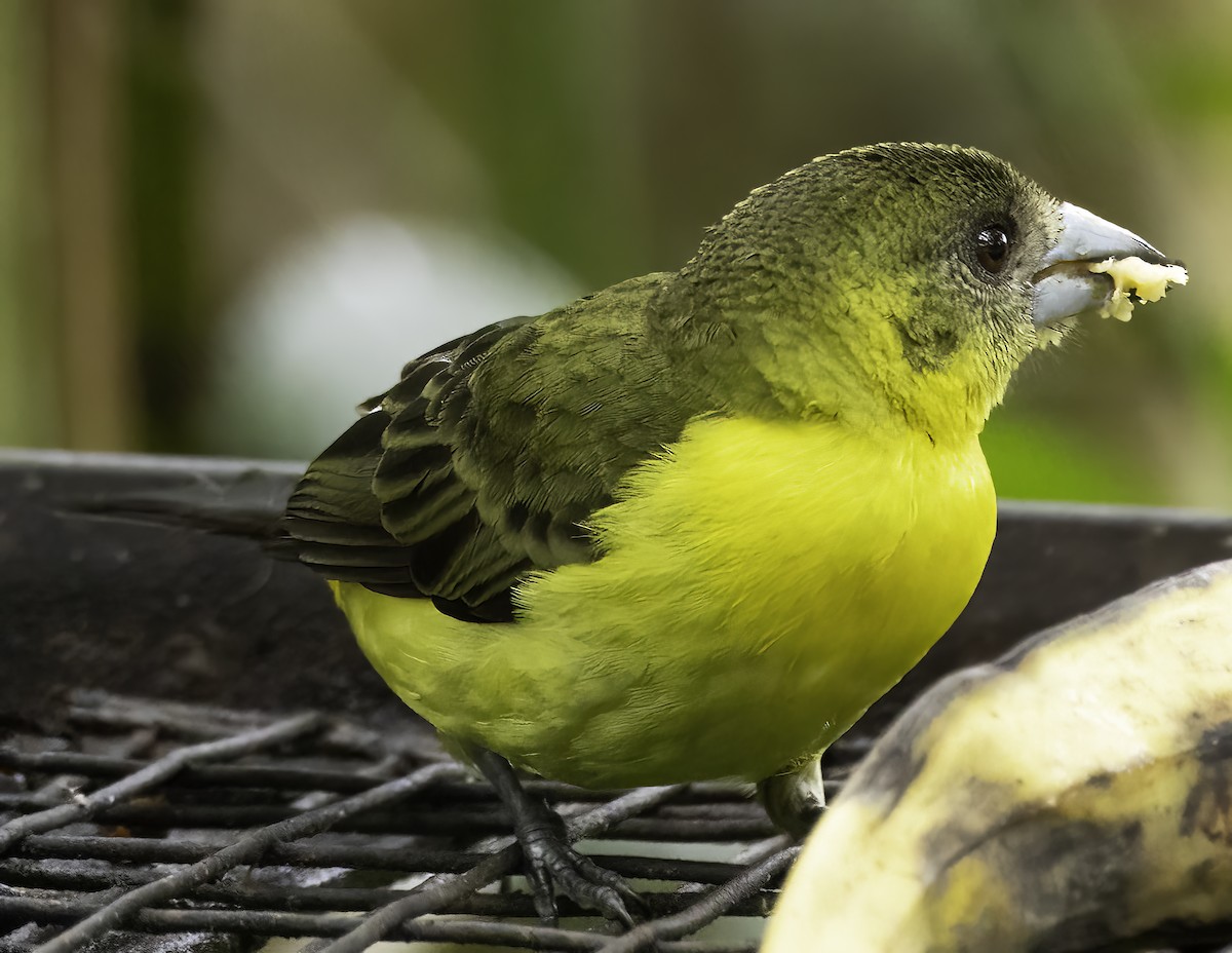 Flame-rumped Tanager - ML652684564