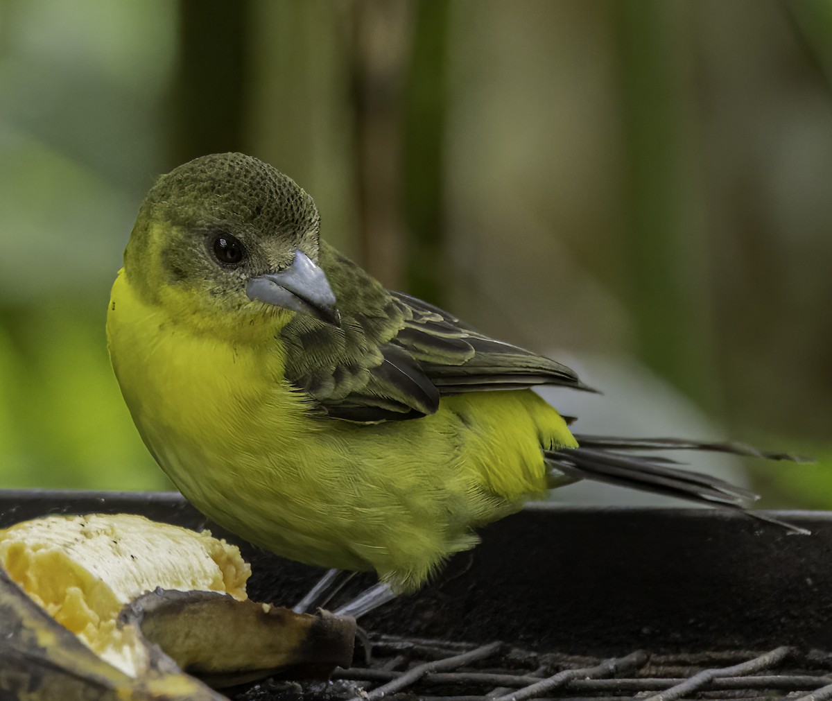 Flame-rumped Tanager - ML652684583