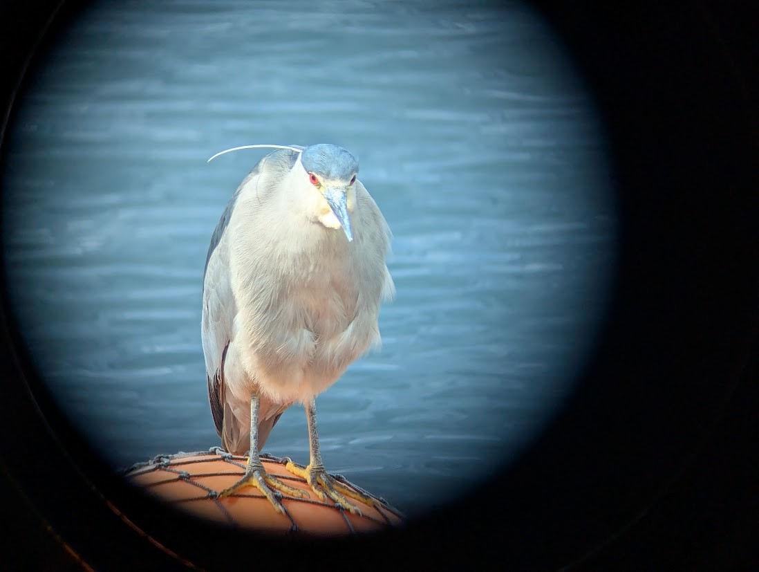 Black-crowned Night Heron (Dusky) - ML652684602