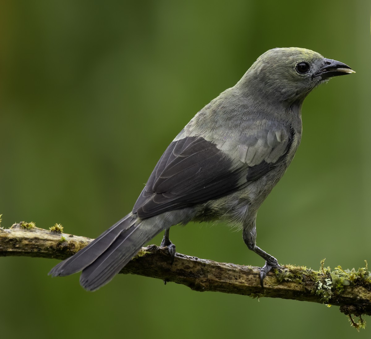 Palm Tanager - ML652684641