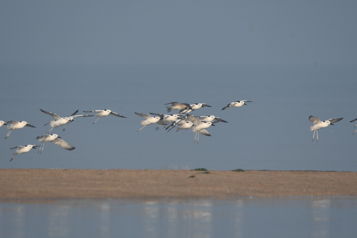 Reiherläufer - ML652684721