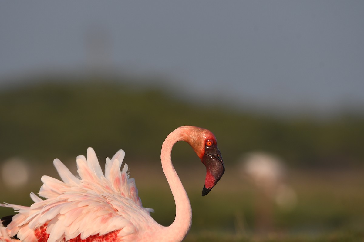 Lesser Flamingo - ML652684744
