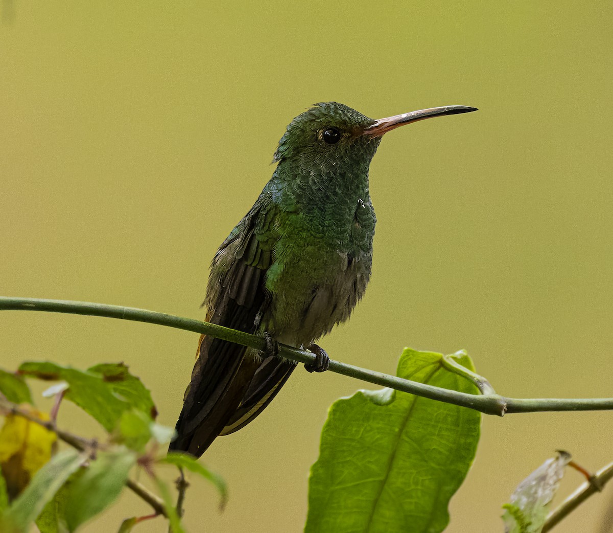 Rufous-tailed Hummingbird - ML652684757