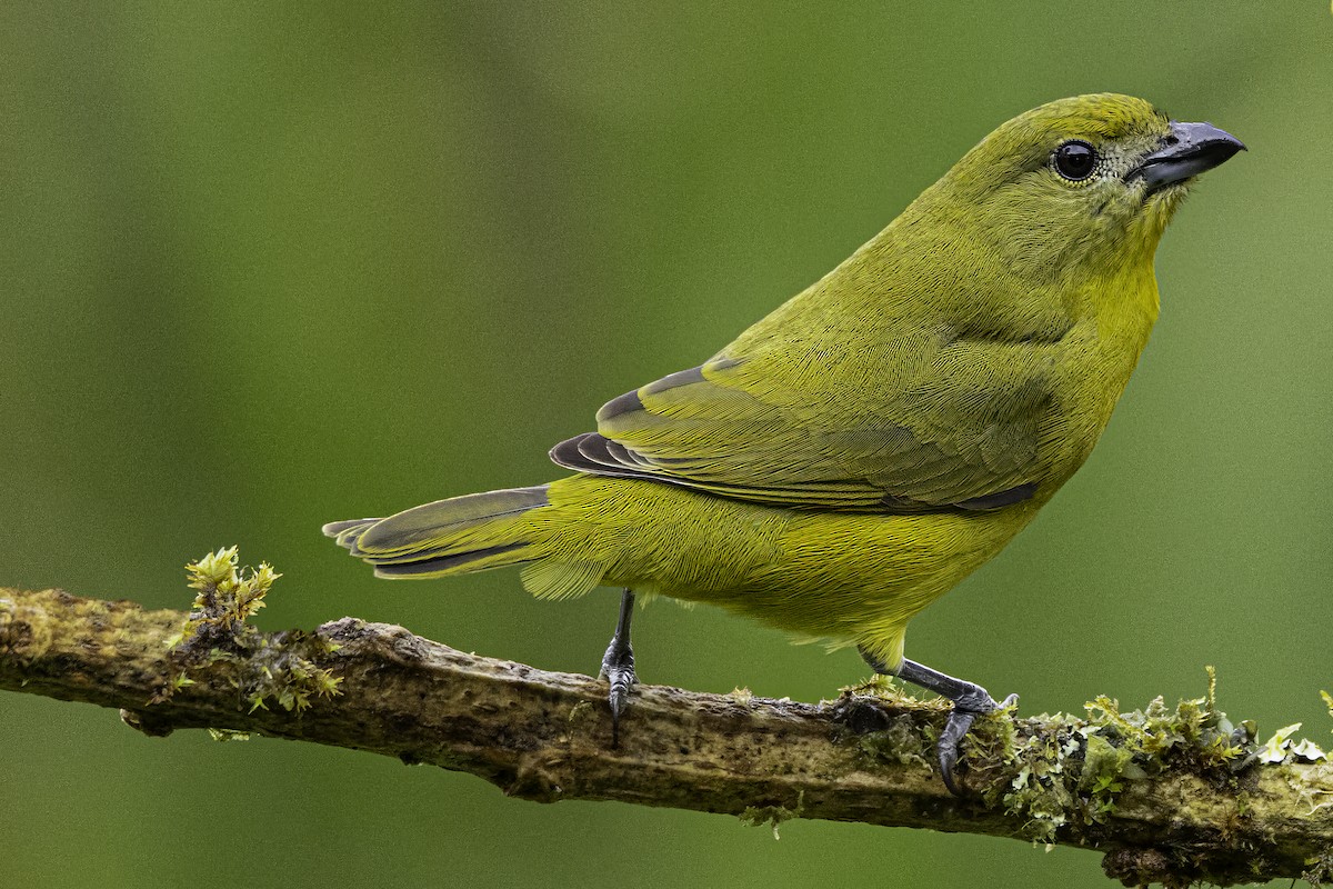 Thick-billed Euphonia - ML652684829