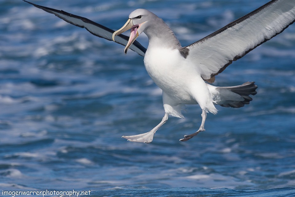 Salvin's Albatross - ML65268501