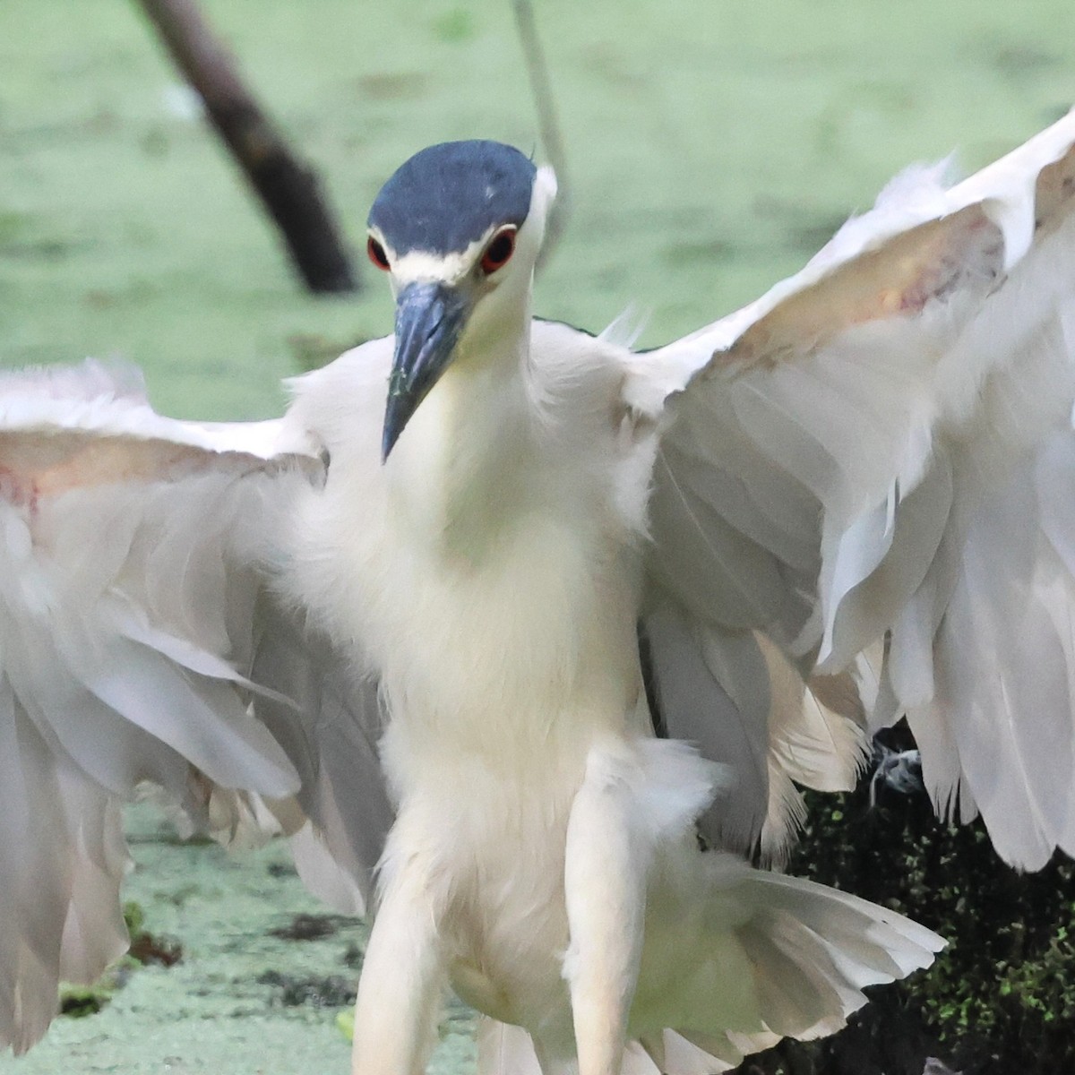 Ногоовор зашин - ML652685148