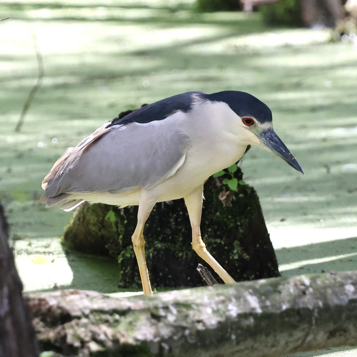 Ногоовор зашин - ML652685149