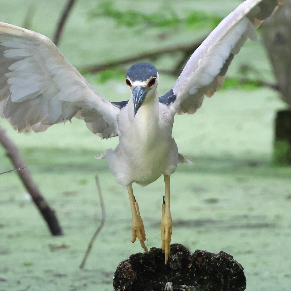 Ногоовор зашин - ML652685150