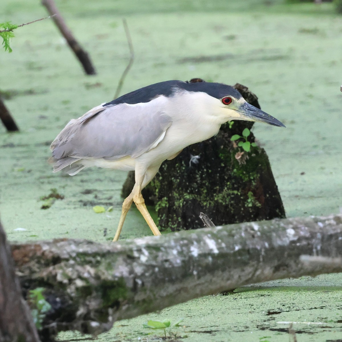 Ногоовор зашин - ML652685151