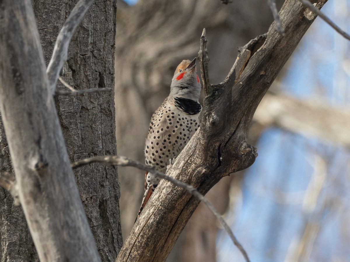 Northern Flicker (Red-shafted) - ML652685152