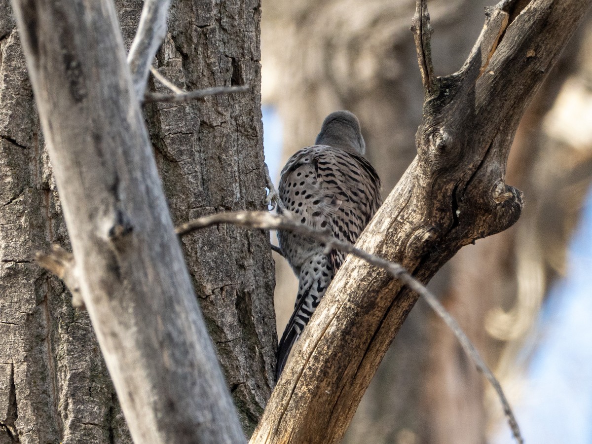 Northern Flicker (Red-shafted) - ML652685153