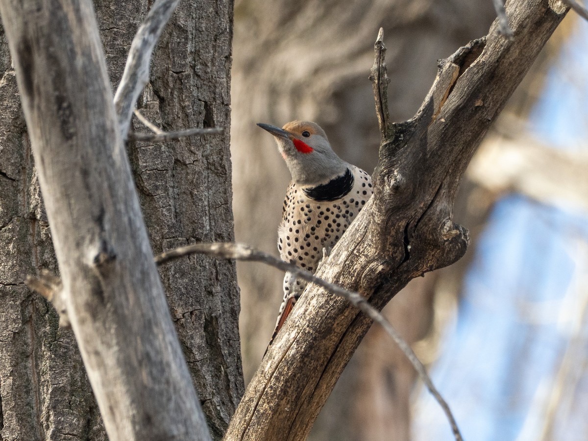 Northern Flicker (Red-shafted) - ML652685154