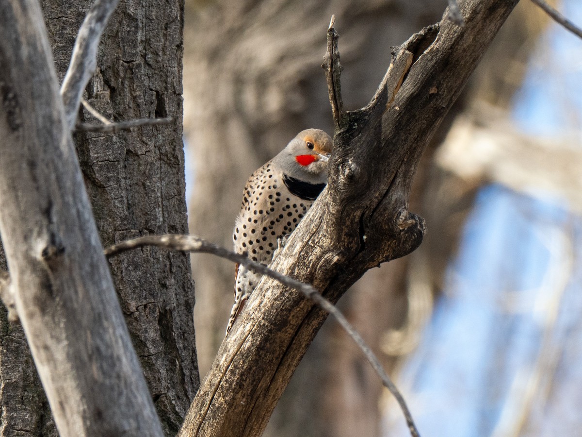 Northern Flicker (Red-shafted) - ML652685155