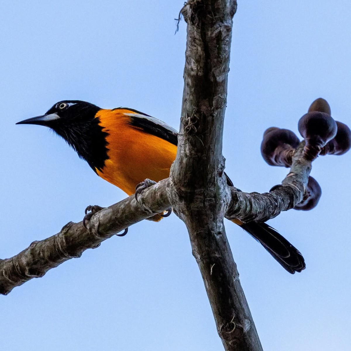 Venezuelan Troupial - ML652685156