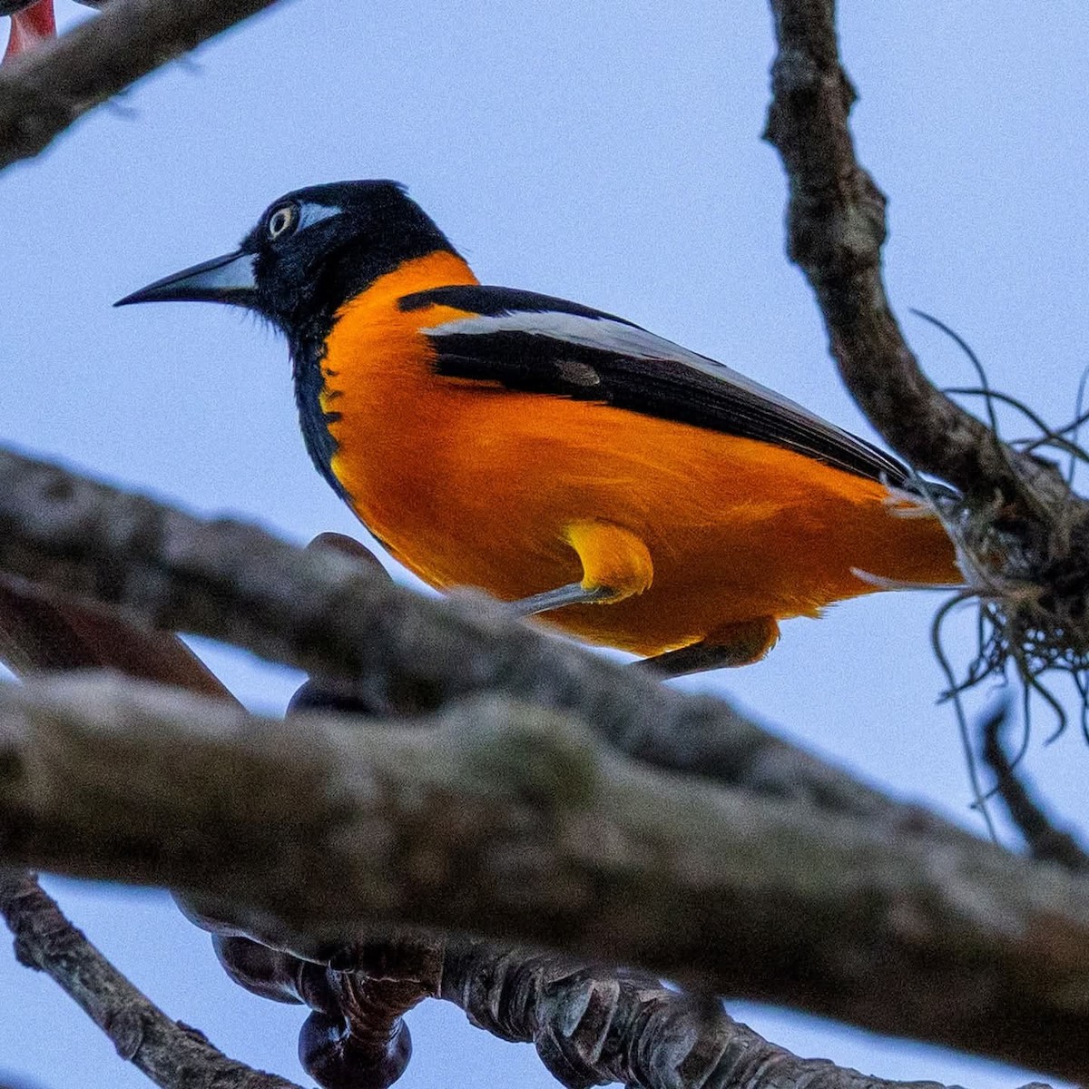 Venezuelan Troupial - ML652685165
