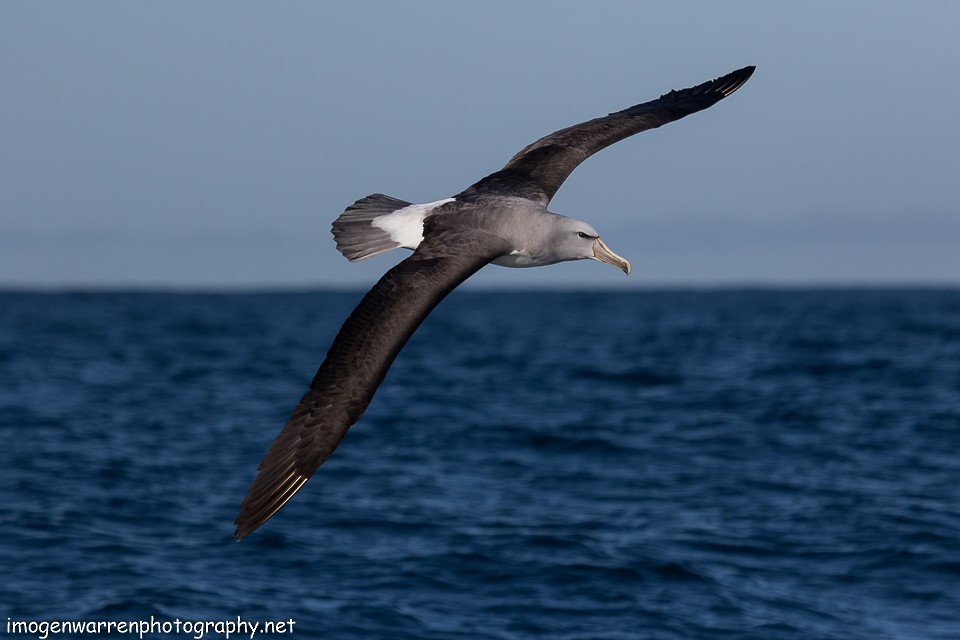Albatros de Salvin - ML65268521