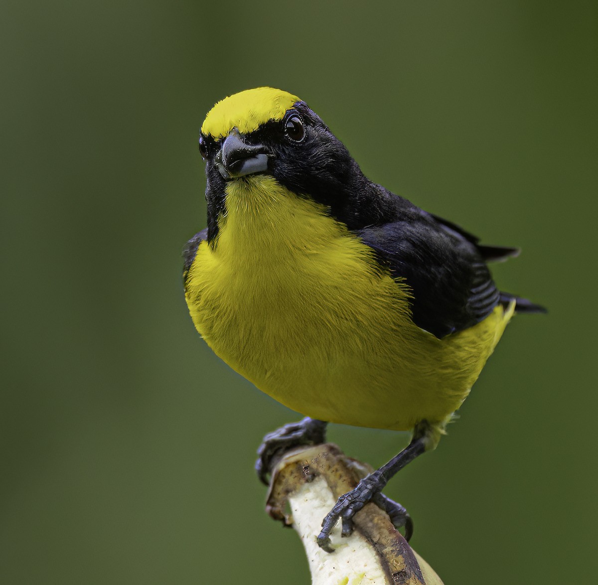 Thick-billed Euphonia - ML652685293