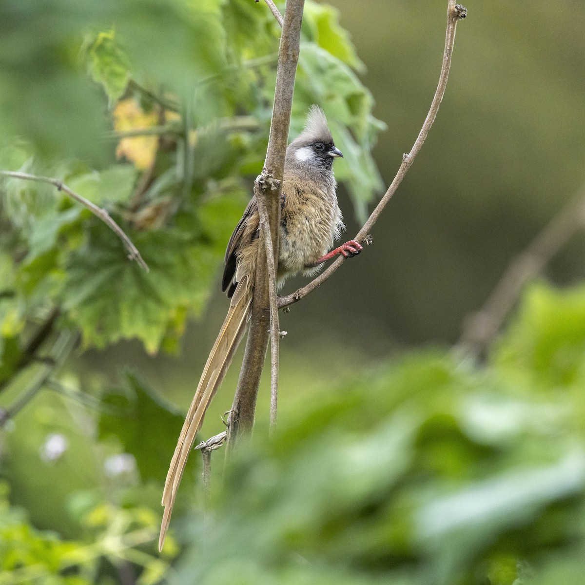 Чепіга бурокрила - ML652685499
