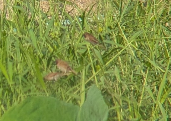 Scaly-breasted Munia - ML652685505