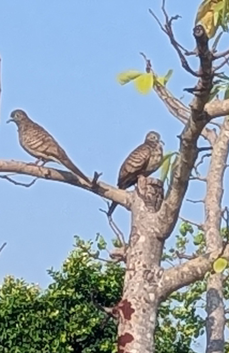 Zebra Dove - ML652685510