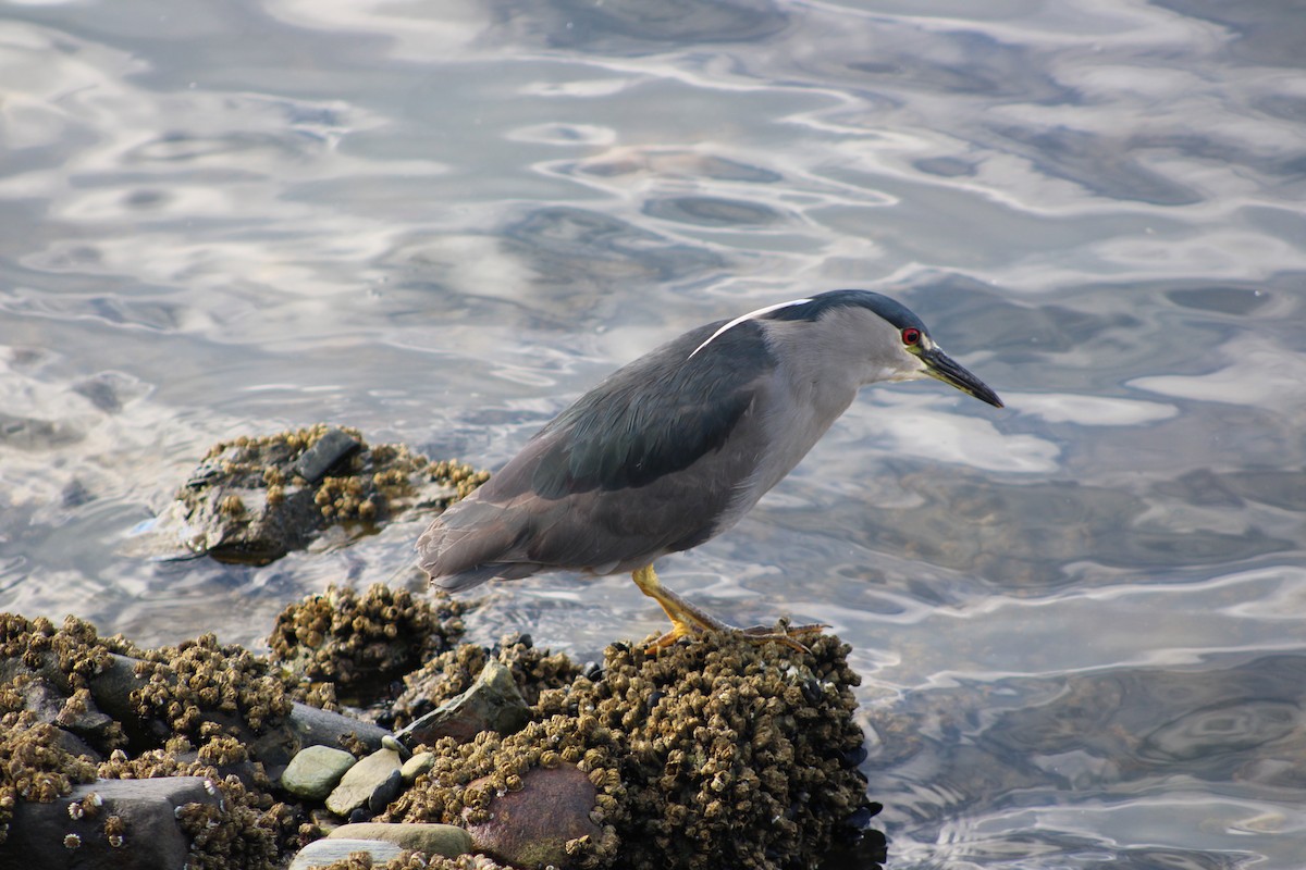 Black-crowned Night Heron (Dusky) - ML652685516