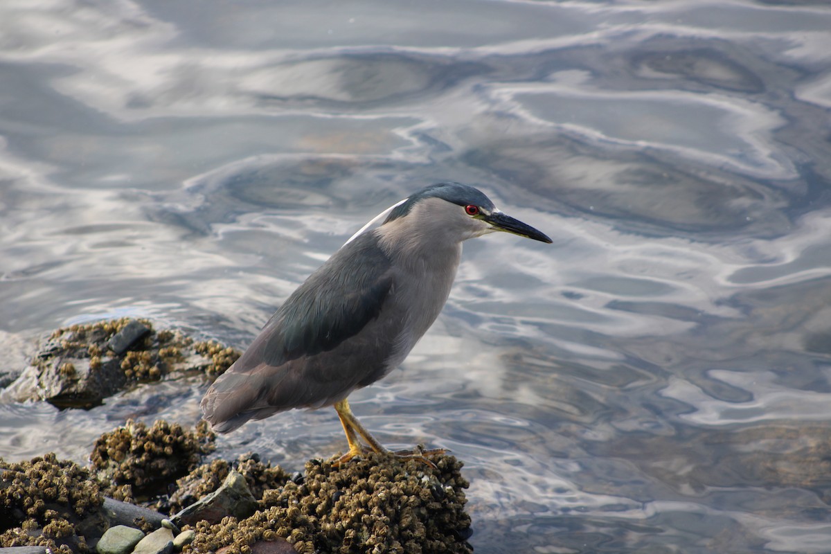 Black-crowned Night Heron (Dusky) - ML652685517