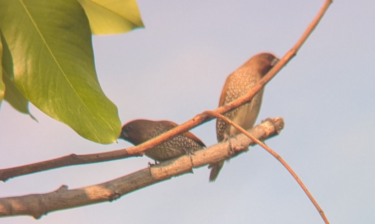 Scaly-breasted Munia - ML652685519