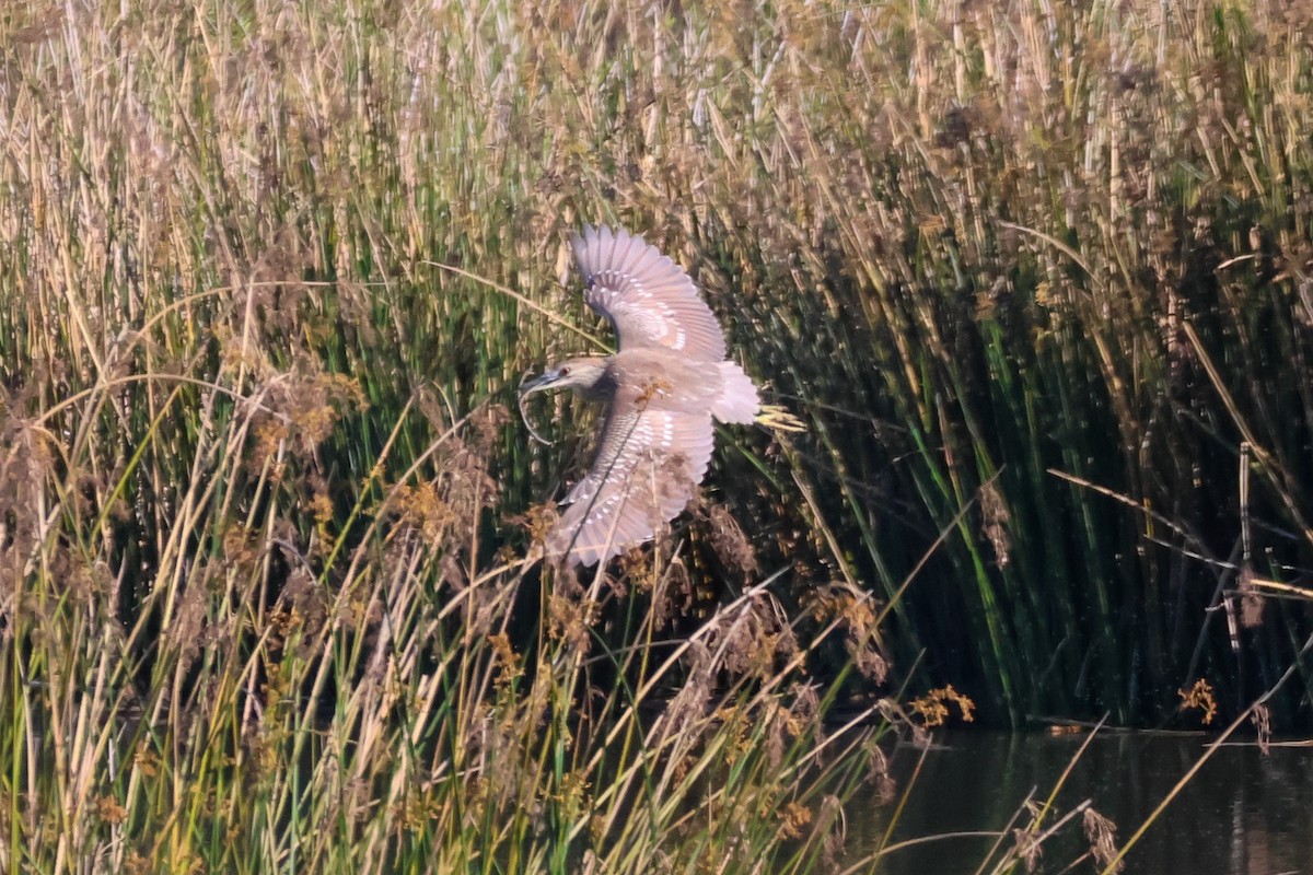 Ногоовор зашин - ML652685532