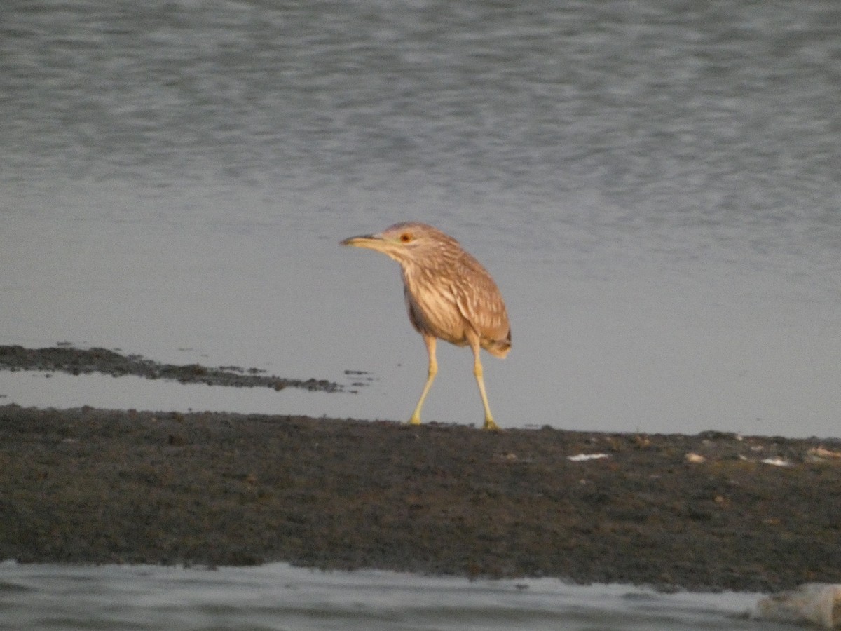 Ногоовор зашин - ML652685626