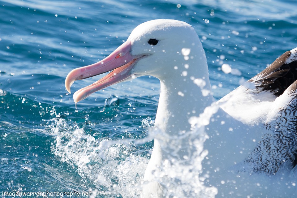 Northern Royal Albatross - Imogen Warren