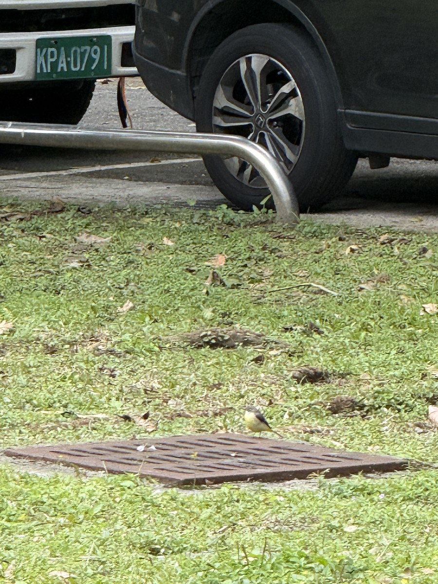 灰鶺鴒 - ML652686267