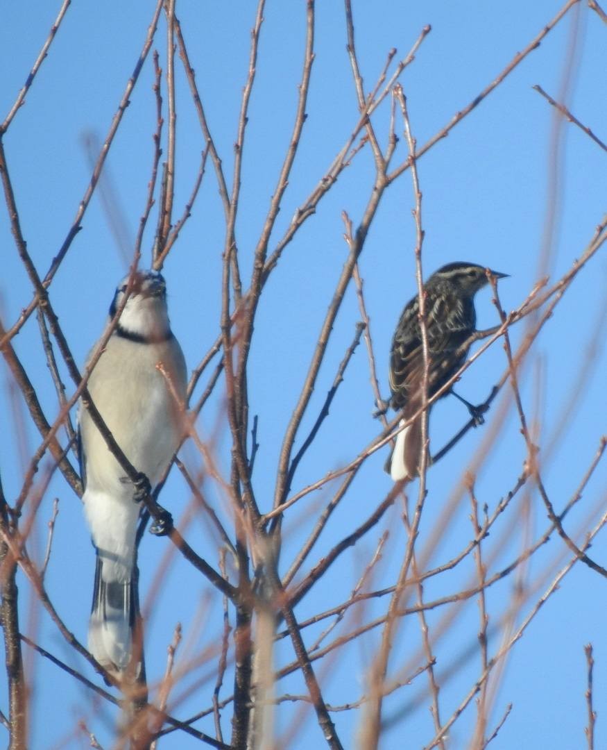 vlhovec červenokřídlý - ML652686344