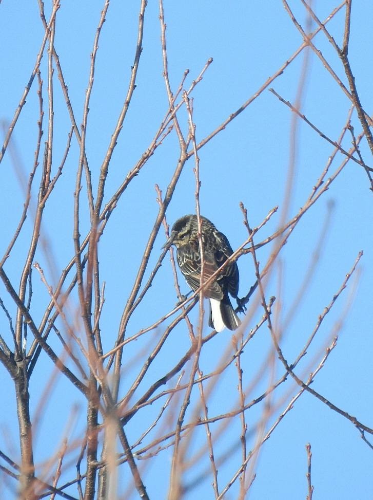 vlhovec červenokřídlý - ML652686345