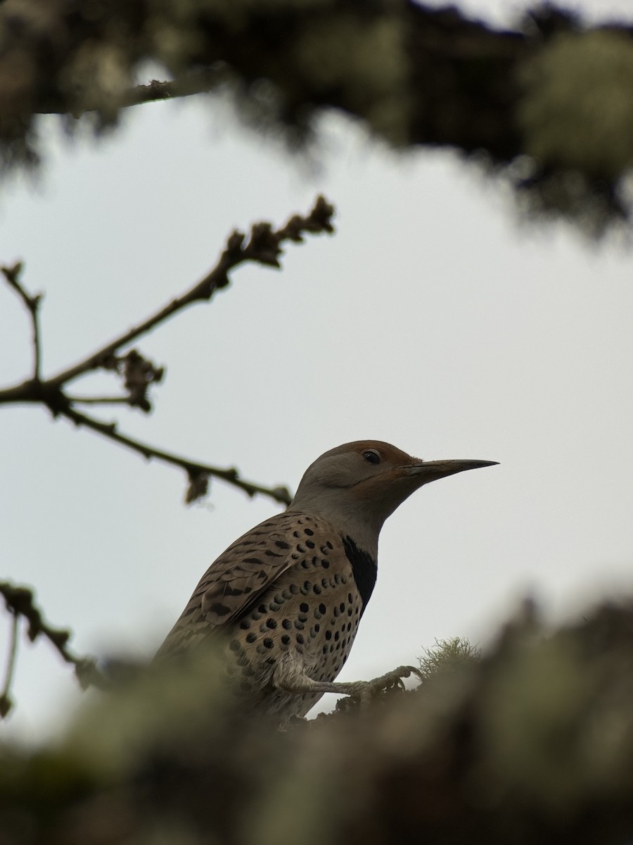 Northern Flicker - ML652686440