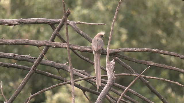 Чепіга бурокрила - ML652686521