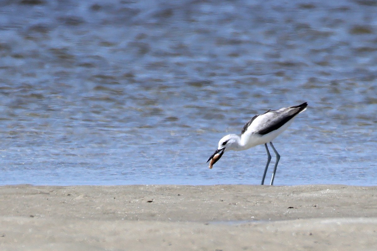 Reiherläufer - ML652686736