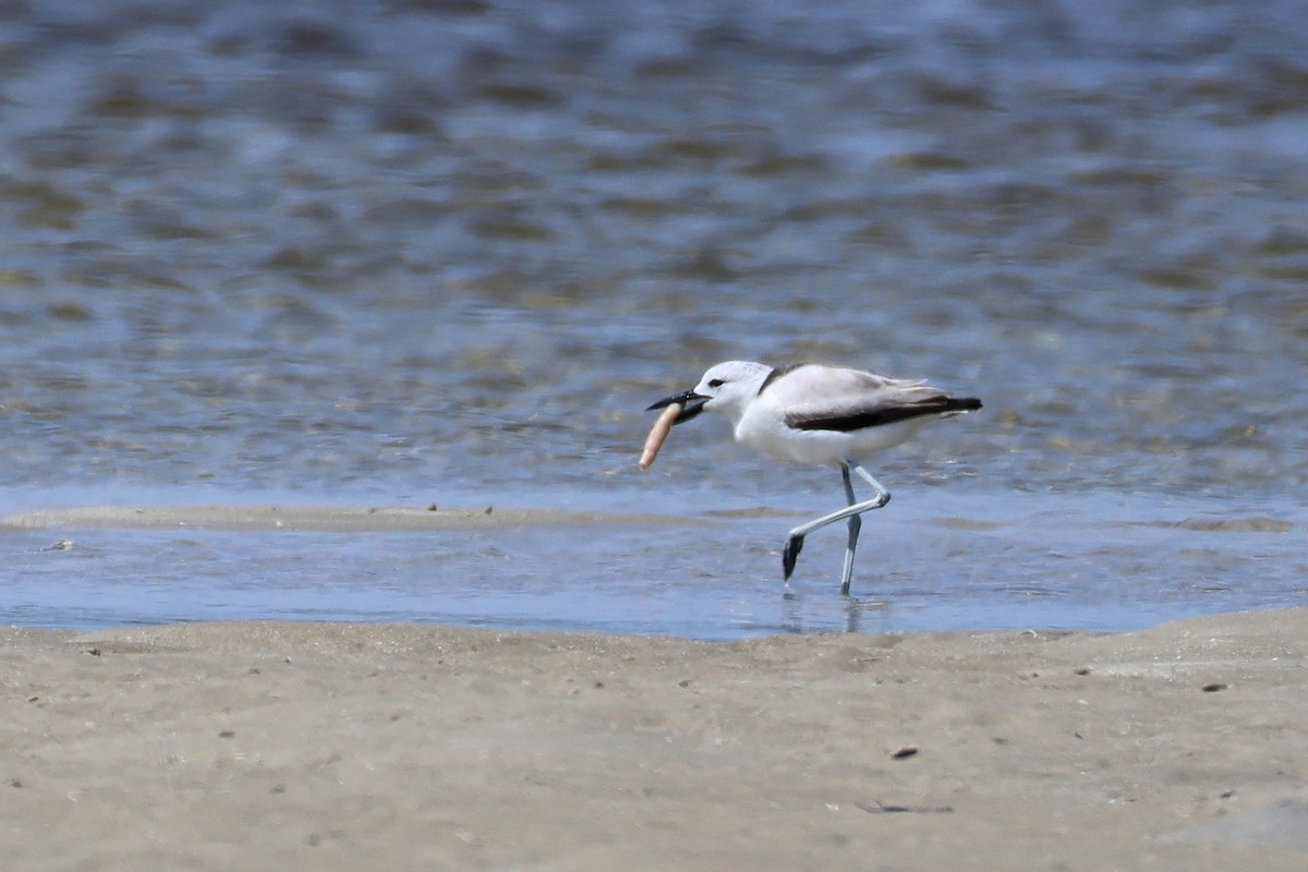 Reiherläufer - ML652686737