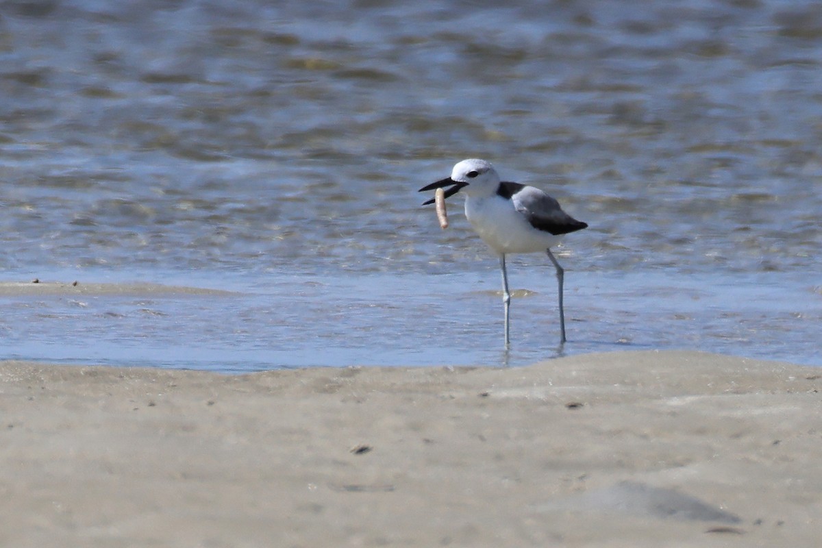 Reiherläufer - ML652686738