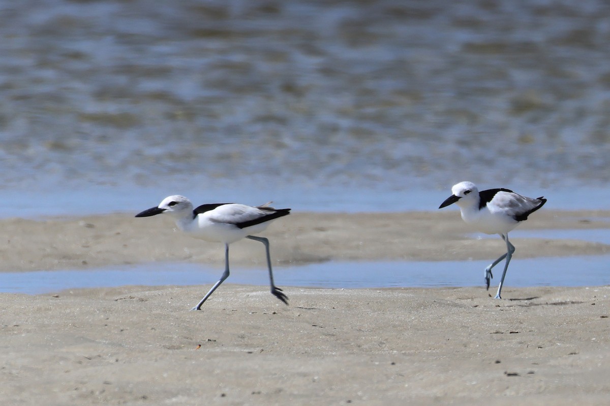 Reiherläufer - ML652686739